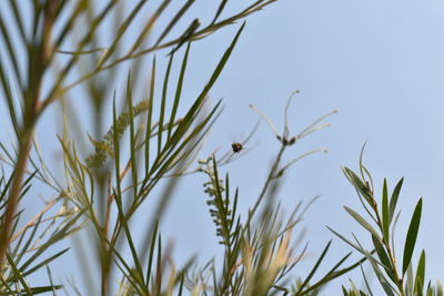 Close-up of stalks against clear sky