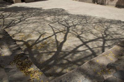 High angle view of trees by the road