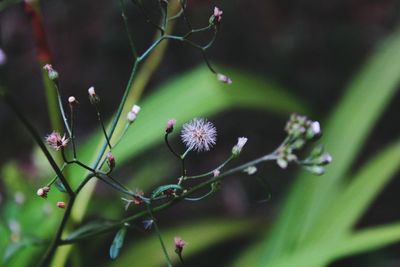 Close-up of flowers blooming outdoors