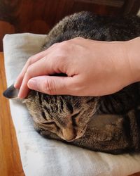 Close-up of a cat sleeping
