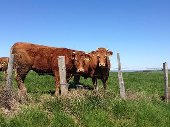 Brown cows on grassy field