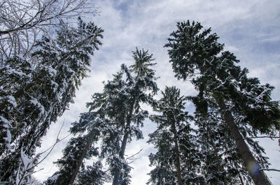 Low angle view of trees against sky