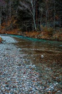 Stream flowing by lake in forest