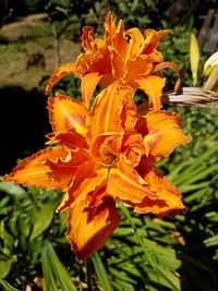 Close-up of orange day lily