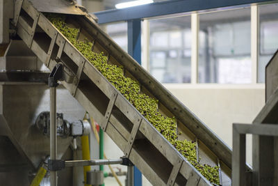 Close-up processing olives into olive oil