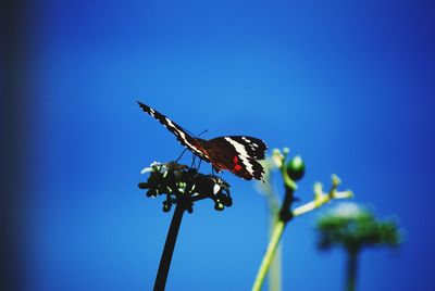 Close-up of butterfly on leaf