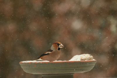 Close-up of bird perching on snow