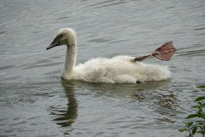 Swan swimming in lake