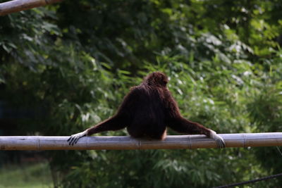 Rear view of a monkey