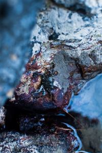 Close-up of rusty metal on tree trunk