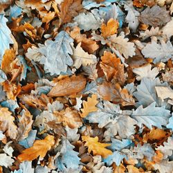 High angle view of maple leaves on road