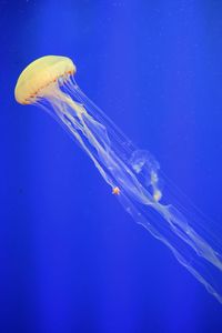 Close-up of jellyfish against blue background