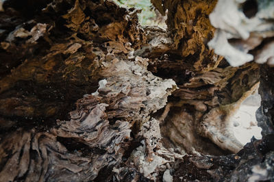 Close-up of mushroom growing on tree trunk