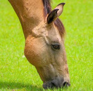 Close-up of horse grazing in field