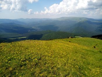 Scenic view of field against sky