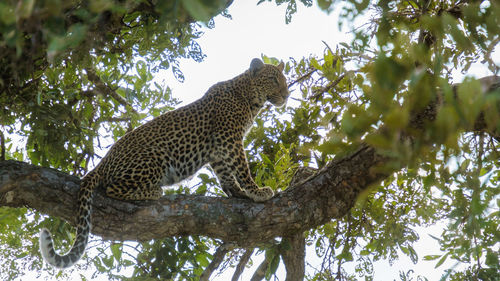 Low angle view of leopard on tree