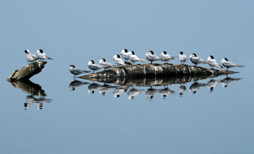 Flock of birds in lake