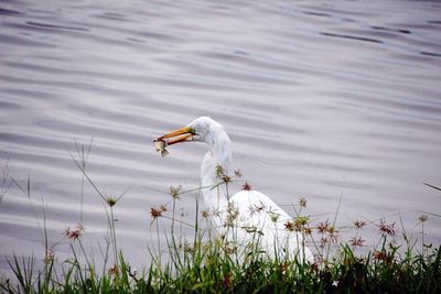 High angle view of bird standing on lakeside 