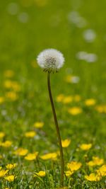 Close-up of dandelion flower on field