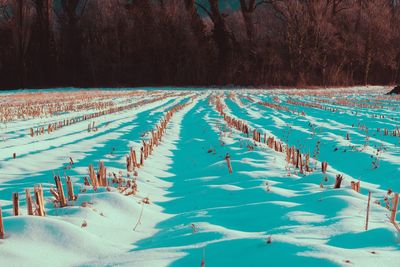 Scenic view of trees during winter