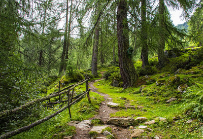 Trail amidst trees in forest