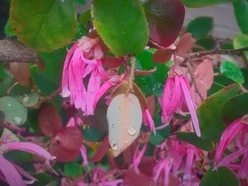 Close-up of pink flowers