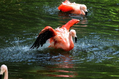 View of duck swimming in lake