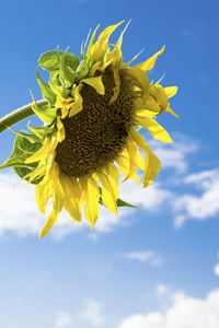 Low angle view of sunflower blooming against sky