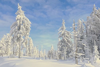 Snow covered plants and trees against sky