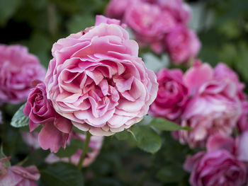 Close-up of pink roses