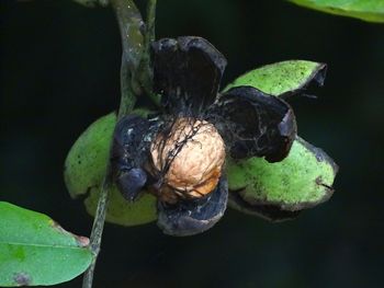 Close-up of insect on plant