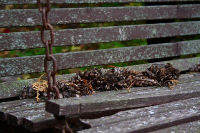 Close-up of lizard on wood