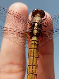 Close-up of insect on hand