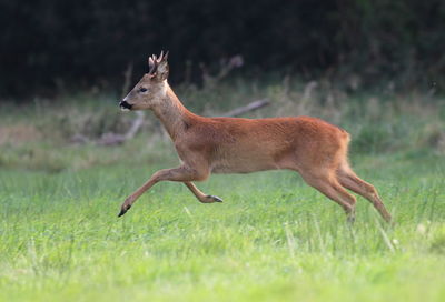 Side view of a deer running on field