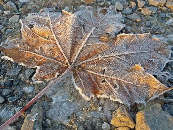 Close-up of maple leaf during autumn