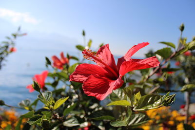 Close-up of red hibiscus flower