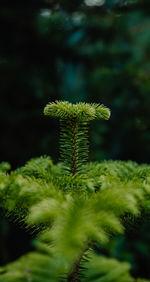Close-up of flowering plant