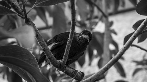 Close-up of bird perching on branch
