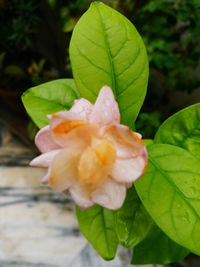 Close-up of flower against blurred background