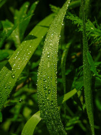 Close-up of water drops on plant
