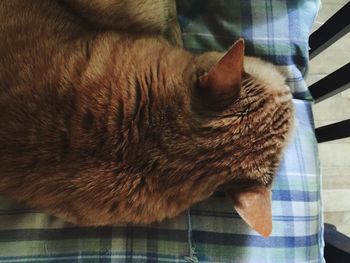 Close-up of cat