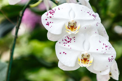 Close-up of white rose flower