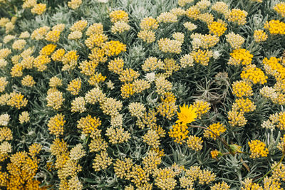 High angle view of yellow flowering plants on field