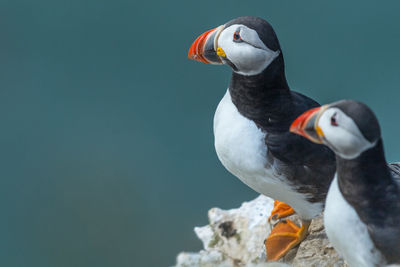 Close-up of puffin birds