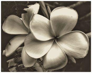 Macro shot of flower