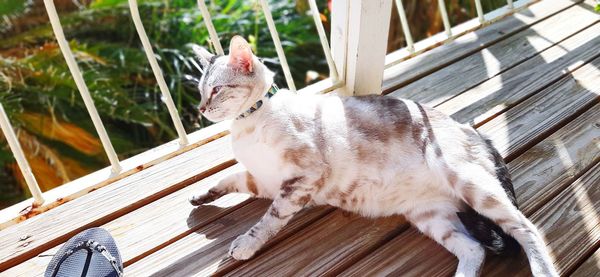 High angle view of a cat sitting on wood