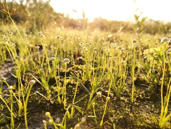 Close-up of dandelion growing in field