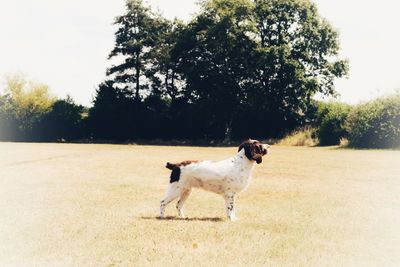 Dog standing in a field