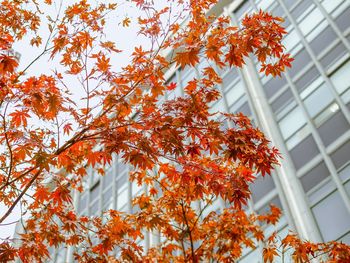 Low angle view of tree by building during autumn