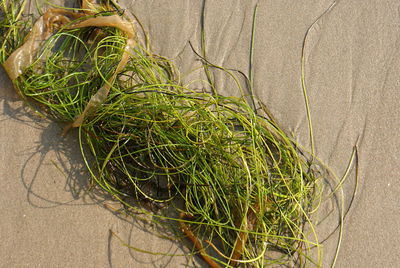 High angle view of plant growing outdoors